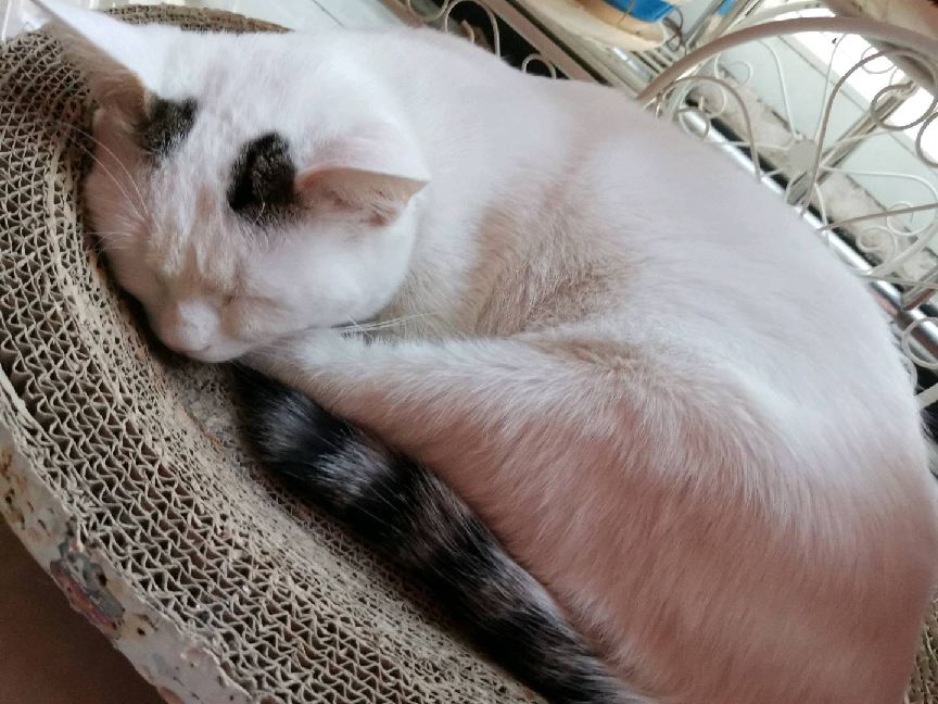 猫图片|宠物猫|猫咪|