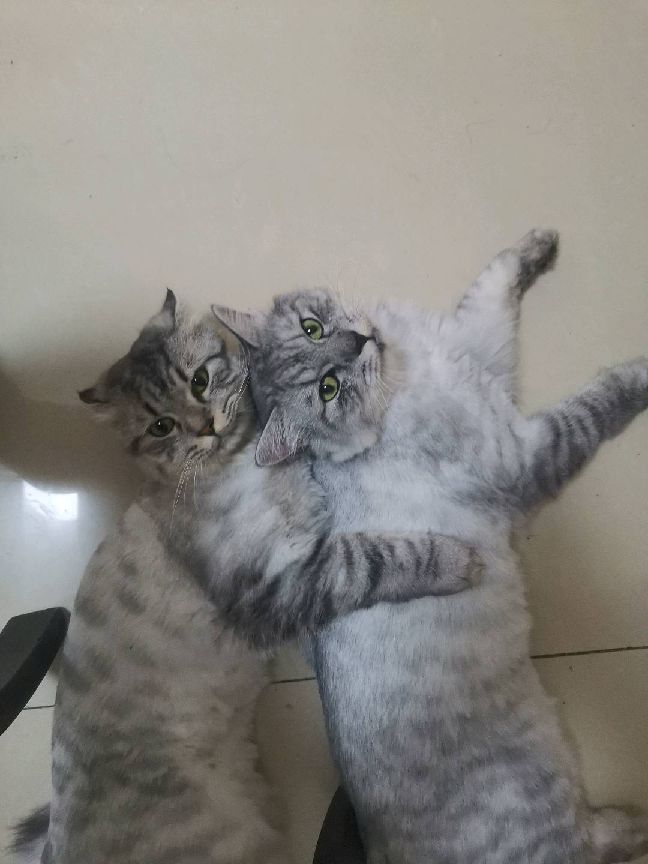 猫图片|宠物猫|猫咪|