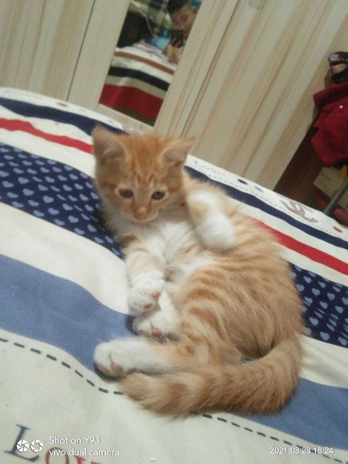 猫图片|宠物猫|猫咪|