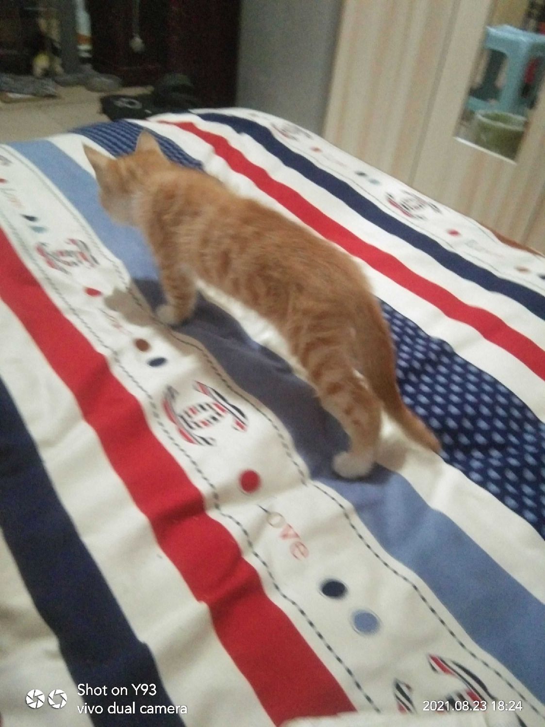 猫图片|宠物猫|猫咪|