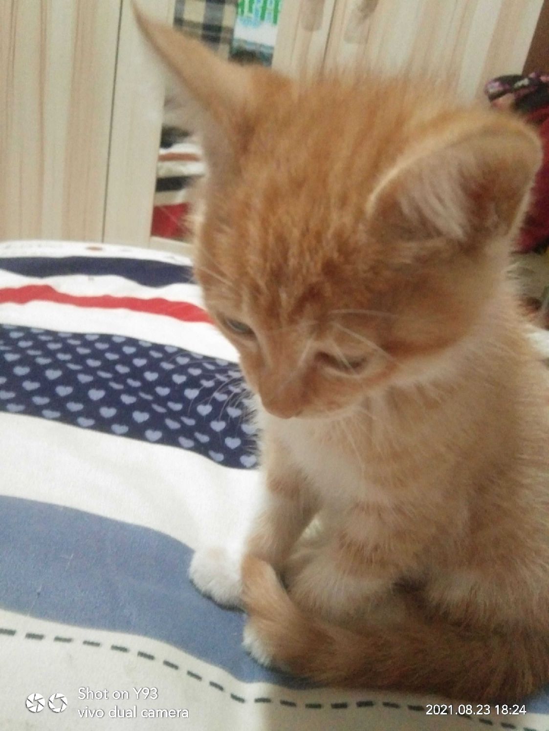 猫图片|宠物猫|猫咪|