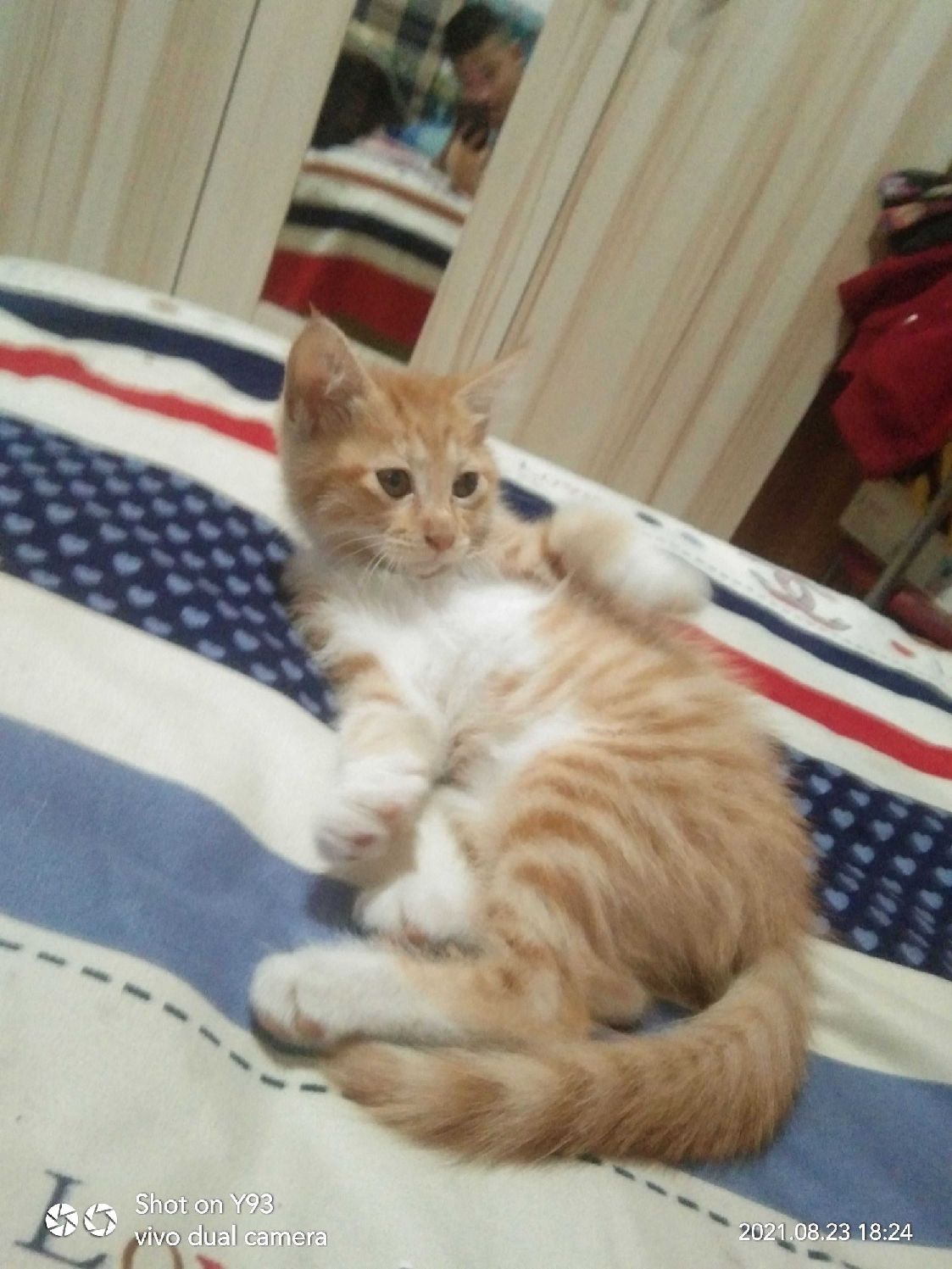 猫图片|宠物猫|猫咪|