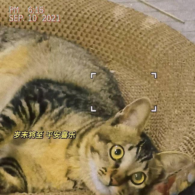 猫图片|宠物猫|猫咪|