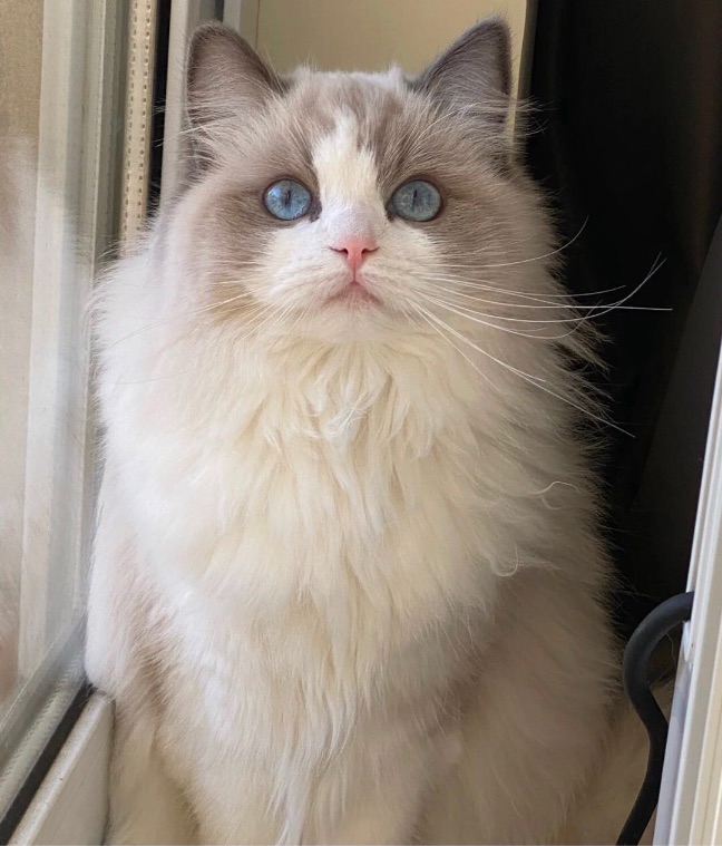 猫图片|宠物猫|猫咪|