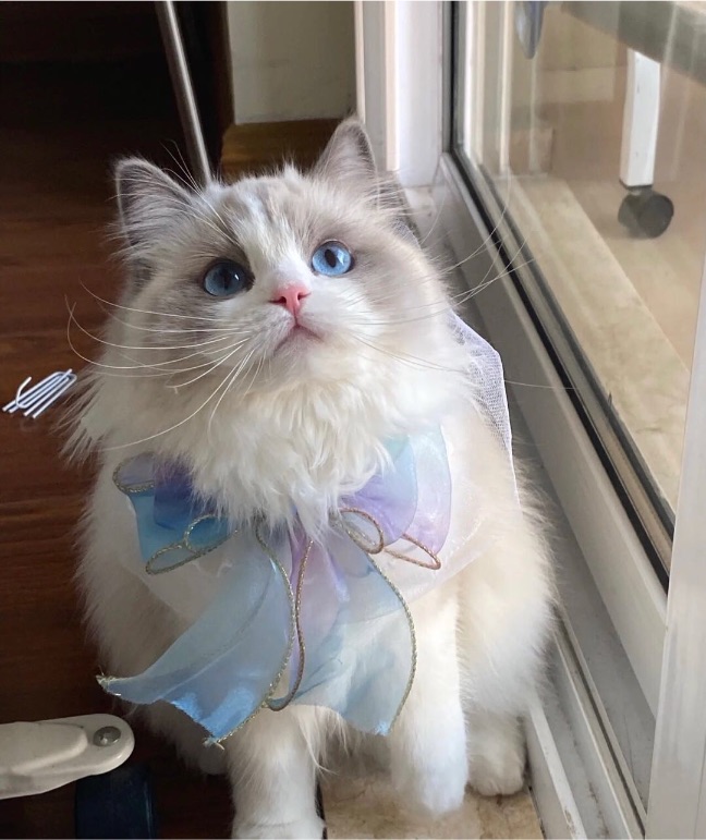 猫图片|宠物猫|猫咪|