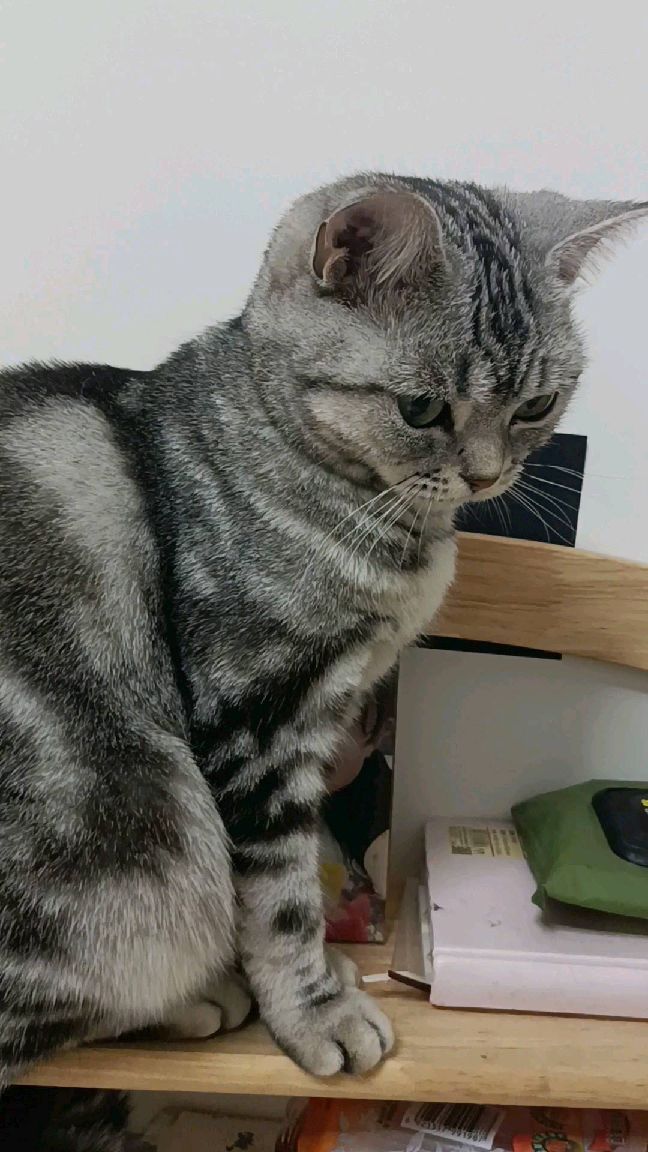 猫图片|宠物猫|猫咪|