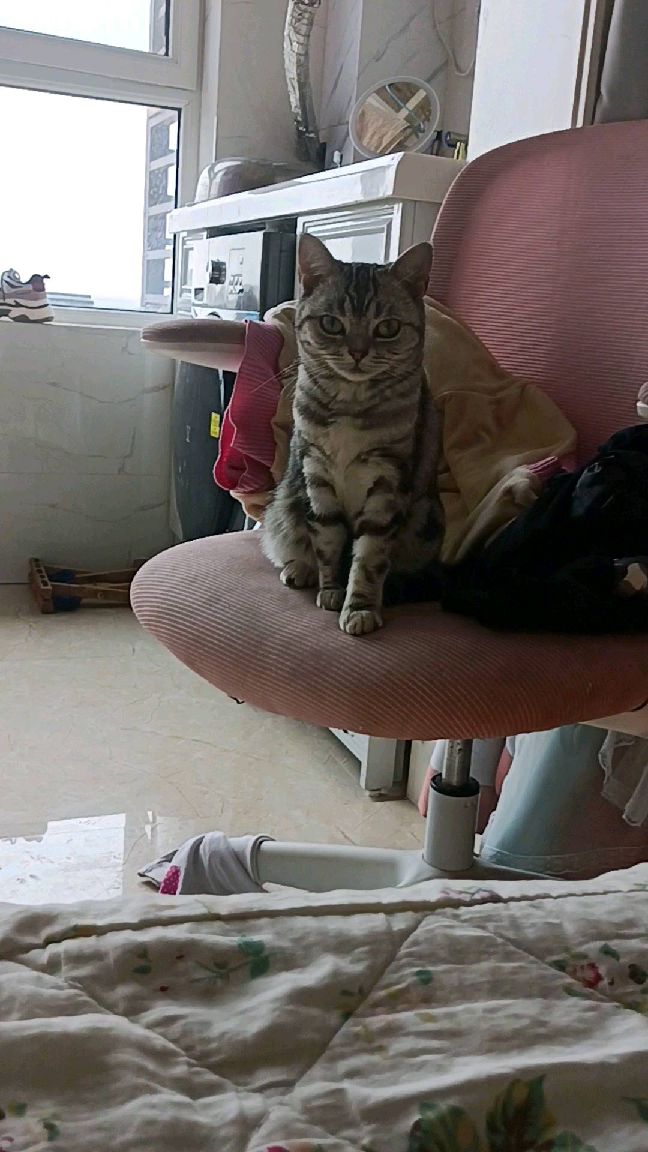 猫图片|宠物猫|猫咪|