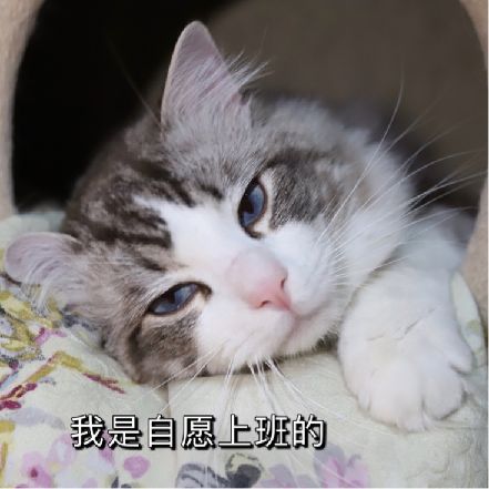 猫图片|宠物猫|猫咪|