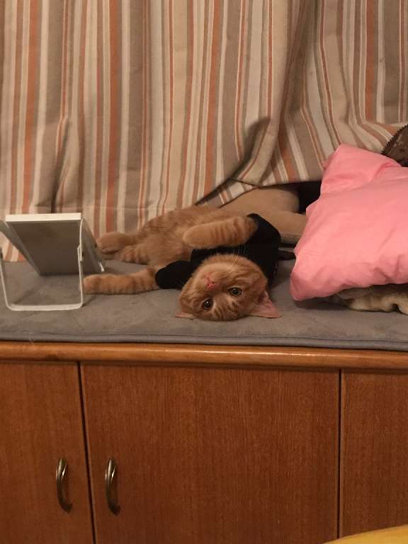 猫图片|宠物猫|猫咪|