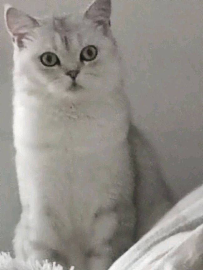 猫图片|宠物猫|猫咪|