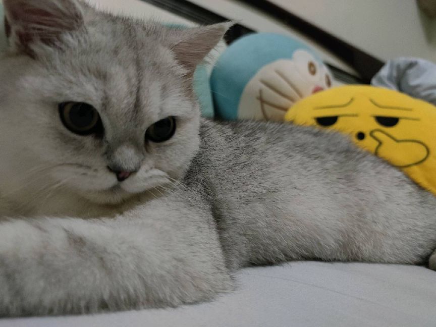 猫图片|宠物猫|猫咪|