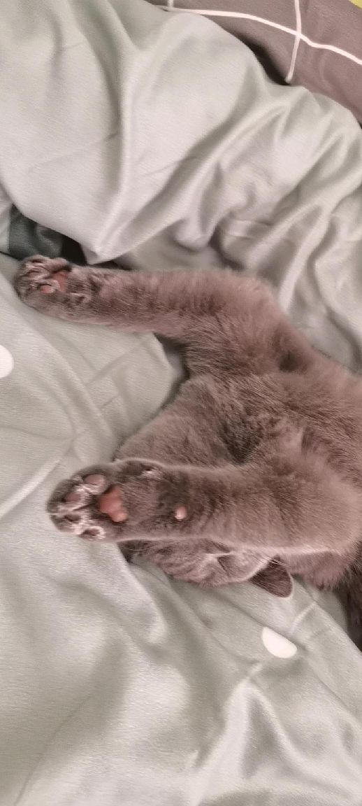 猫图片|宠物猫|猫咪|