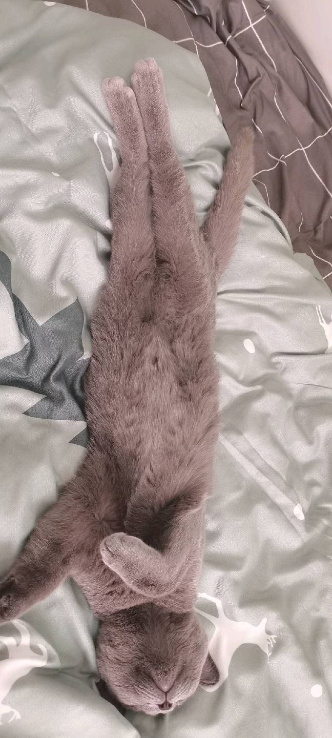 猫图片|宠物猫|猫咪|