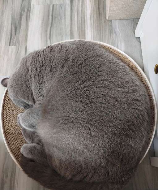 猫图片|宠物猫|猫咪|