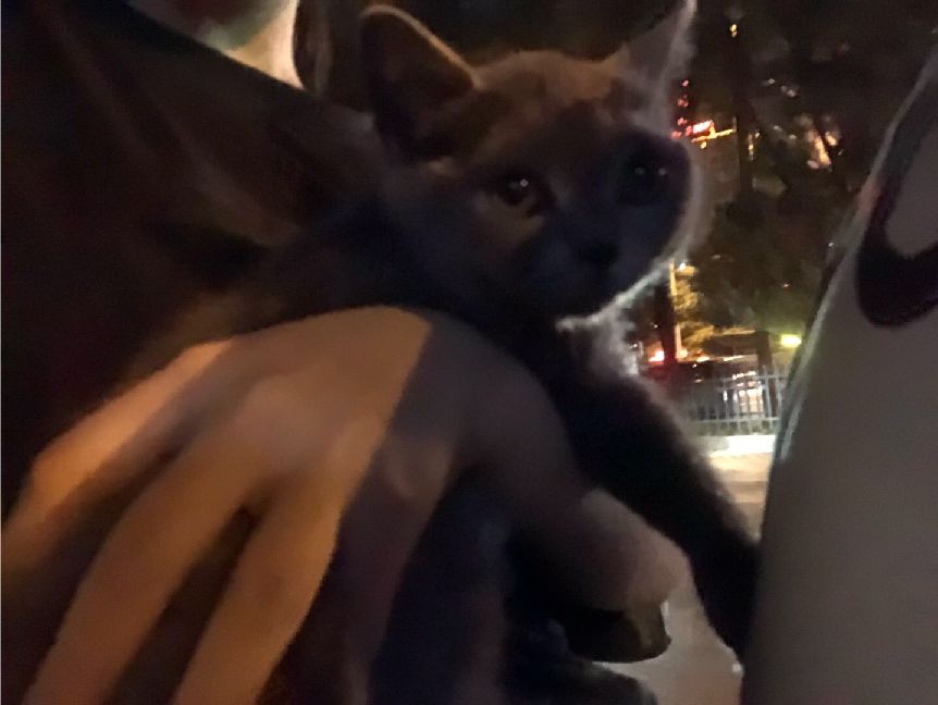 猫图片|宠物猫|猫咪|