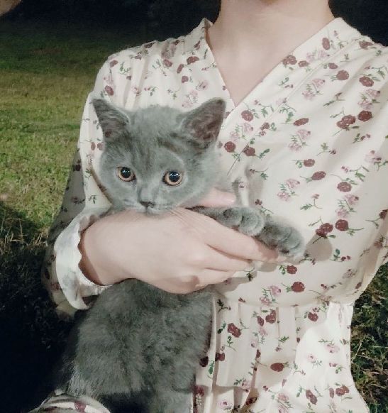 猫图片|宠物猫|猫咪|