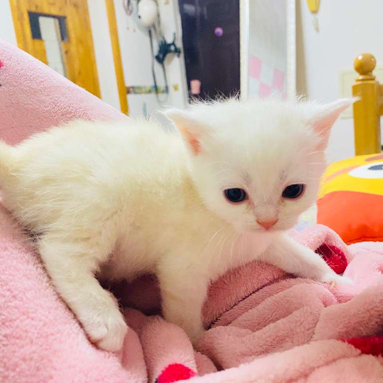 猫图片|宠物猫|猫咪|