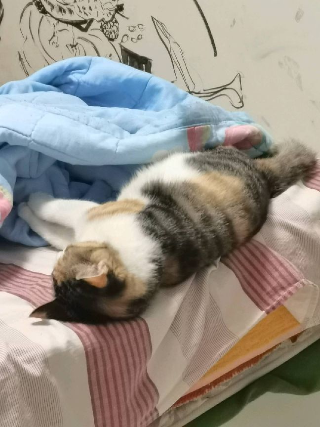 猫图片|宠物猫|猫咪|