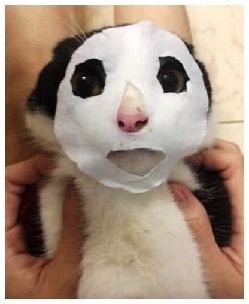 猫图片|宠物猫|猫咪|