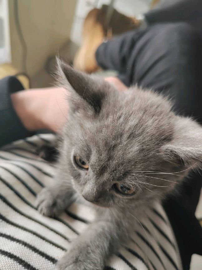 猫图片|宠物猫|猫咪|