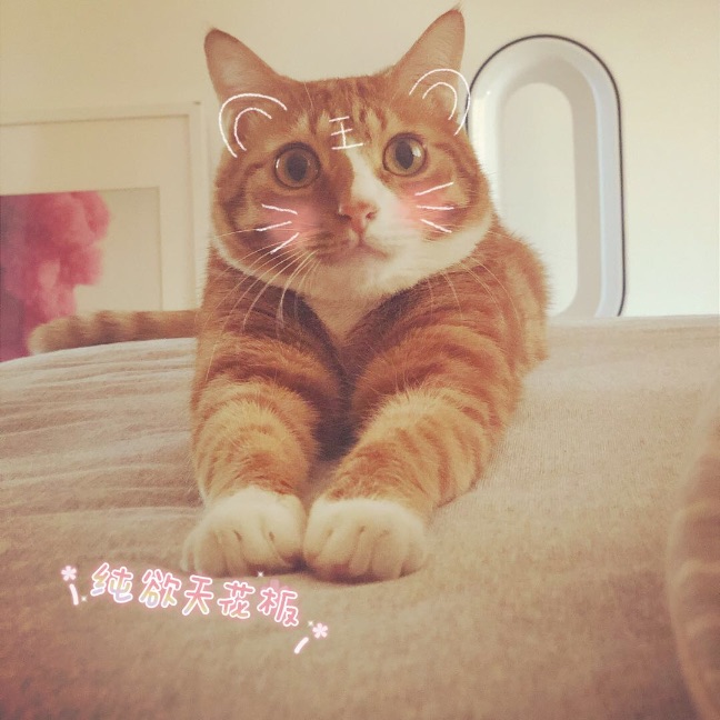 猫图片|宠物猫|猫咪|