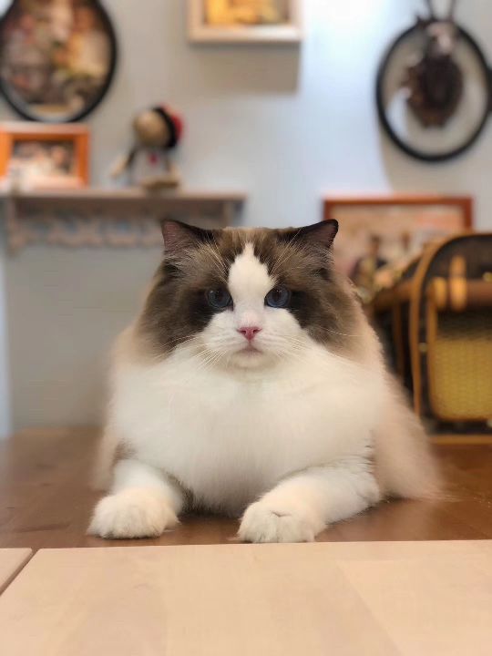 猫图片|宠物猫|猫咪|