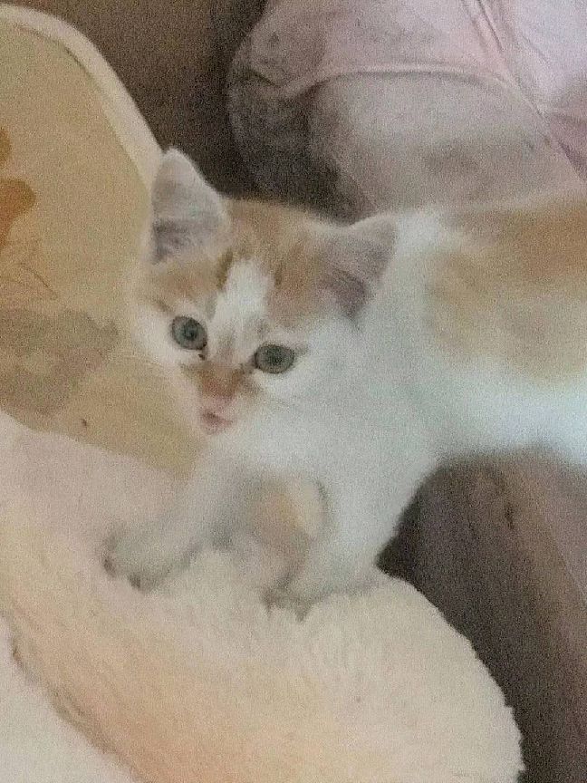 猫图片|宠物猫|猫咪|