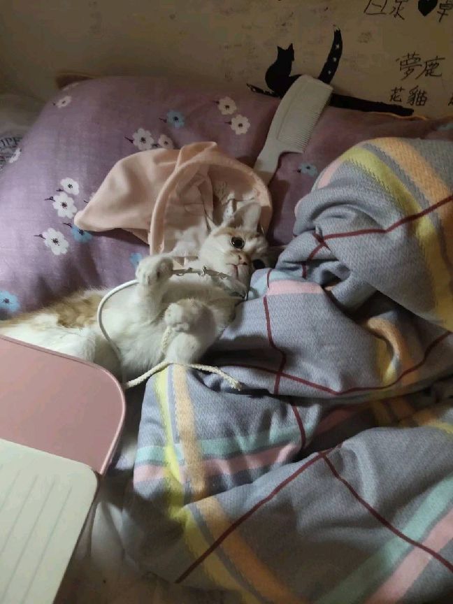 猫图片|宠物猫|猫咪|