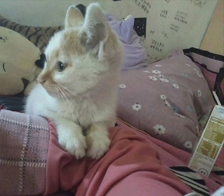 猫图片|宠物猫|猫咪|