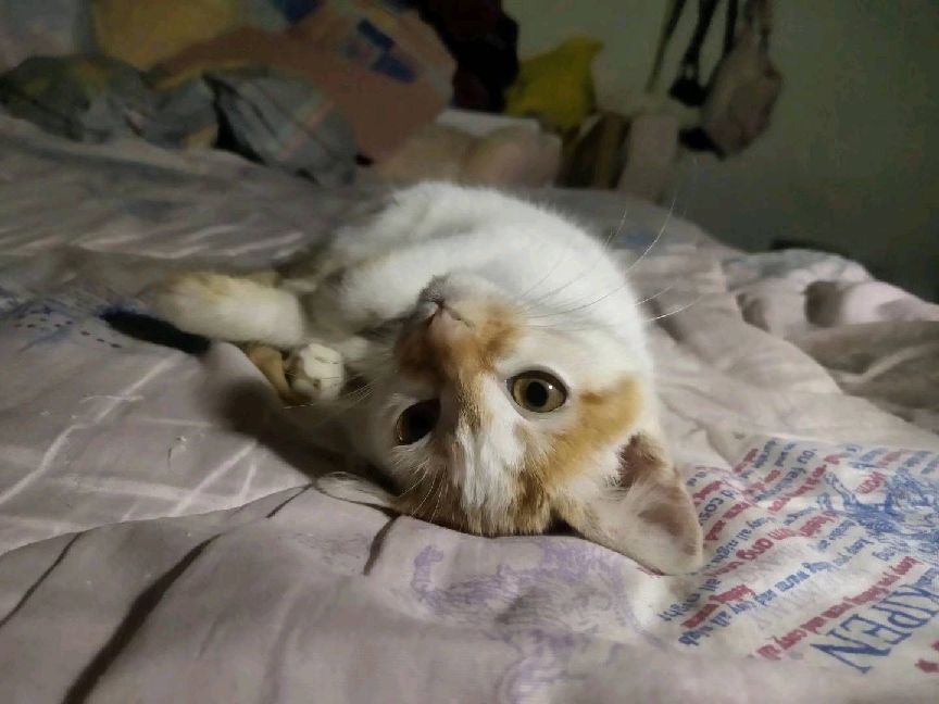 猫图片|宠物猫|猫咪|