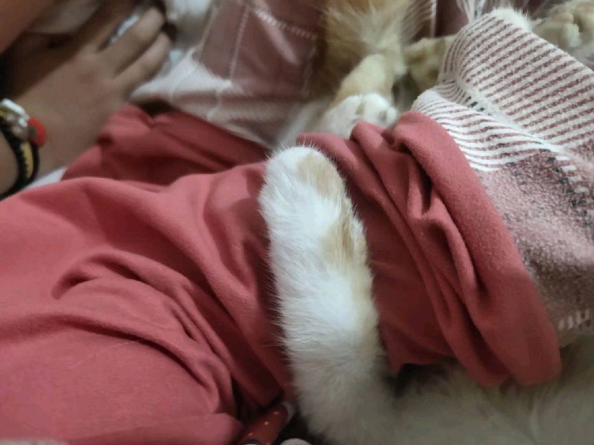 猫图片|宠物猫|猫咪|