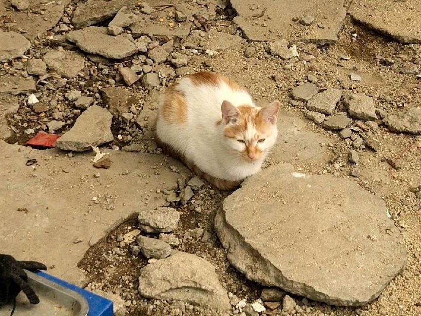 猫图片|宠物猫|猫咪|