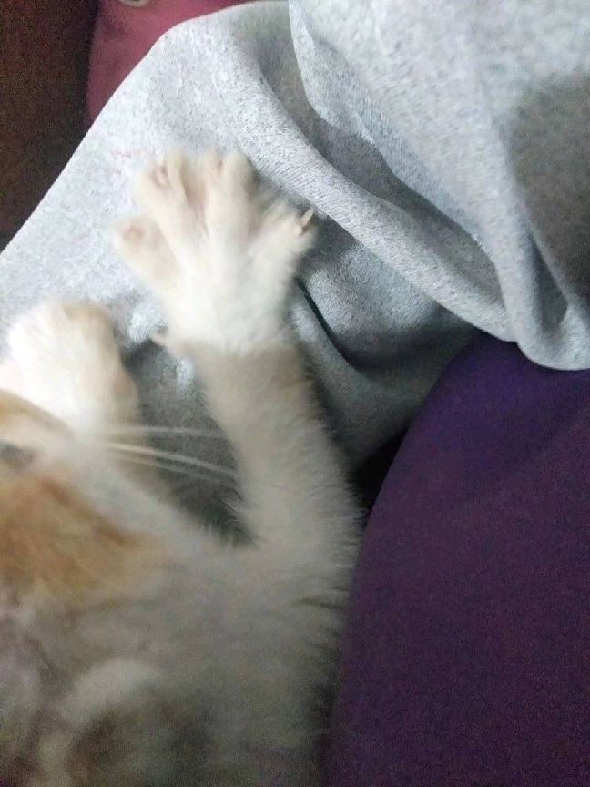 猫图片|宠物猫|猫咪|