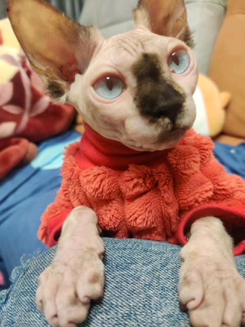 猫图片|宠物猫|猫咪|