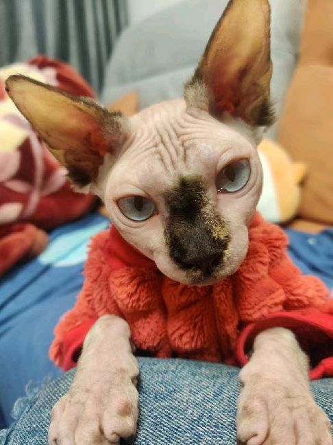 猫图片|宠物猫|猫咪|