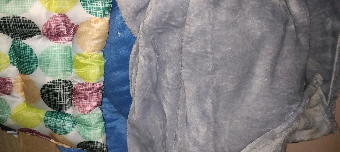 猫图片|宠物猫|猫咪|