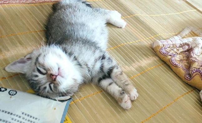 猫图片|宠物猫|猫咪|