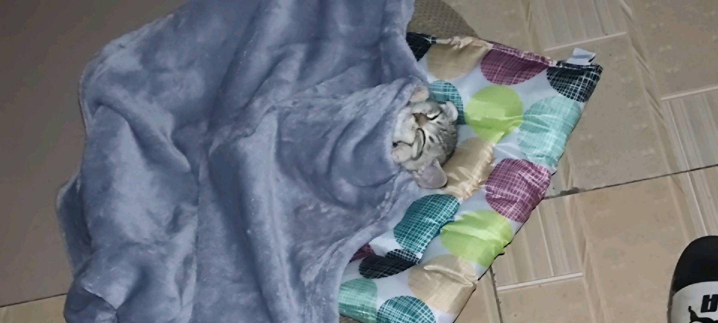 猫图片|宠物猫|猫咪|