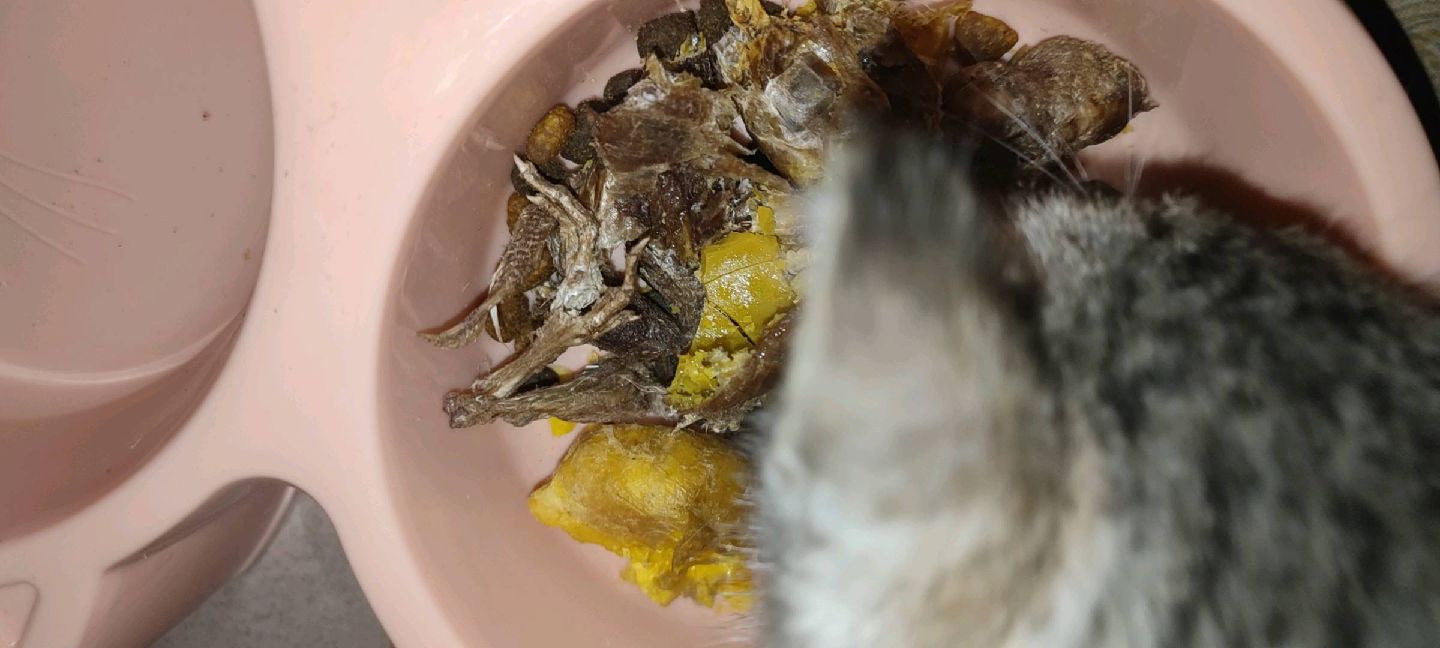 猫图片|宠物猫|猫咪|