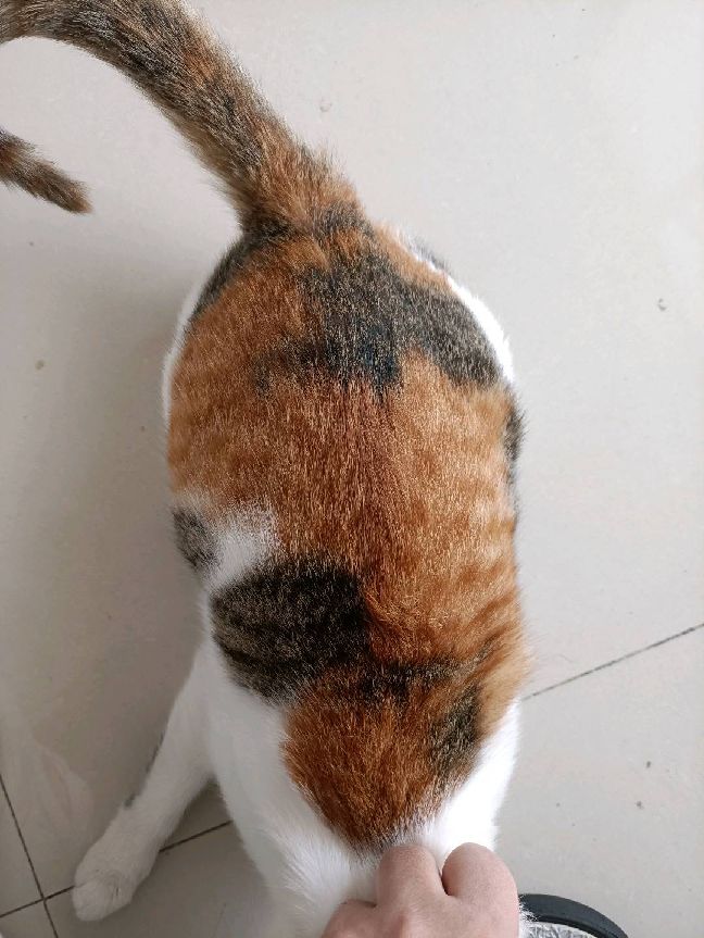 猫图片|宠物猫|猫咪|