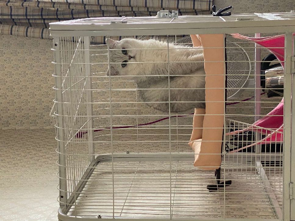 猫图片|宠物猫|猫咪|