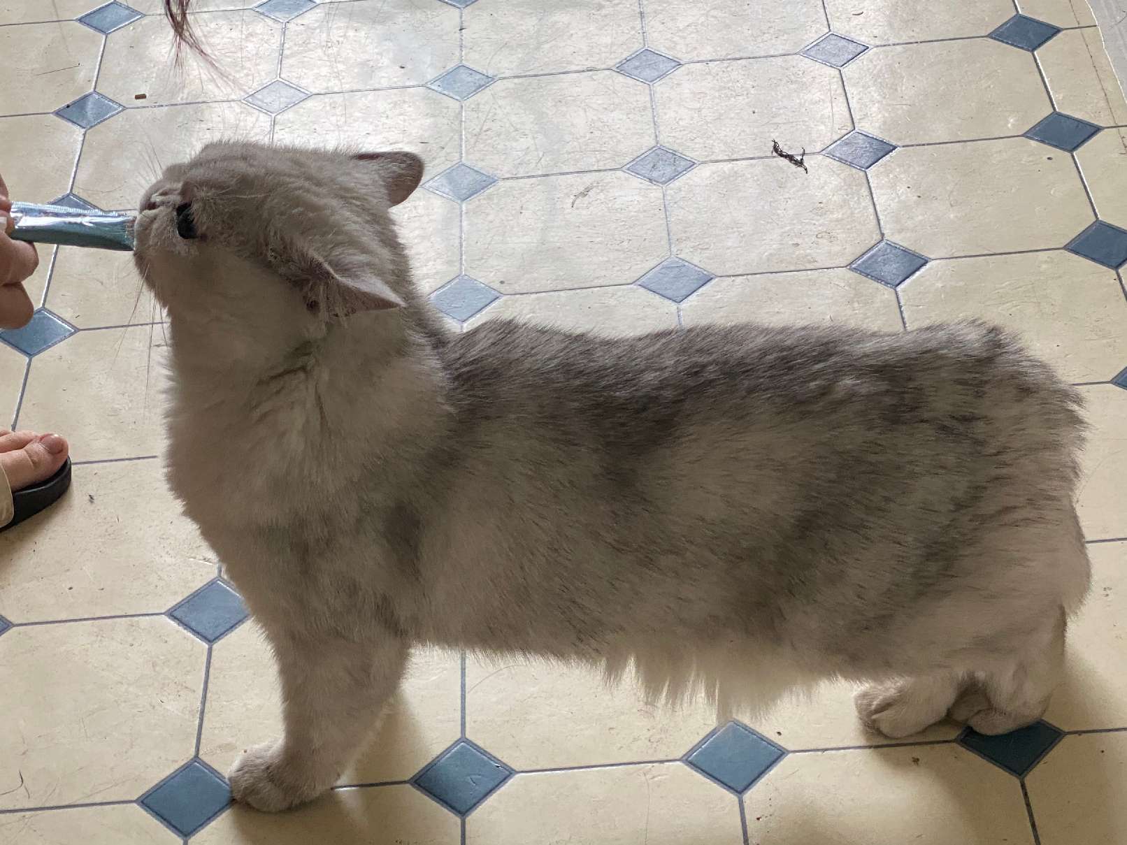 猫图片|宠物猫|猫咪|