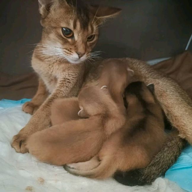 猫图片|宠物猫|猫咪|