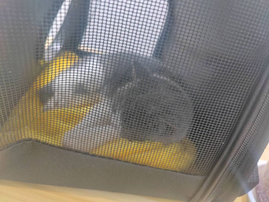 猫图片|宠物猫|猫咪|