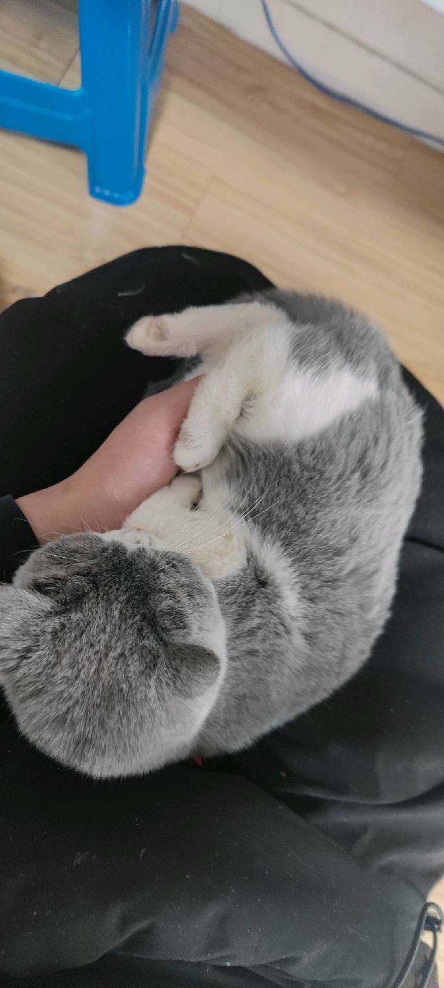 猫图片|宠物猫|猫咪|