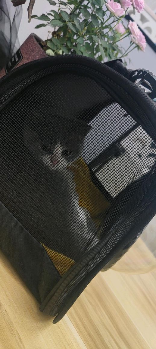 猫图片|宠物猫|猫咪|