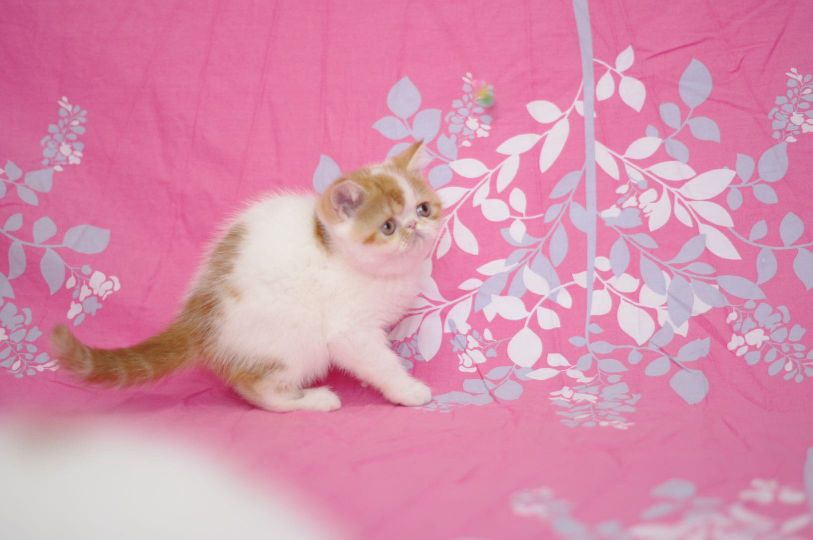 猫图片|宠物猫|猫咪|