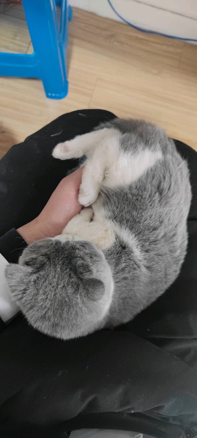 猫图片|宠物猫|猫咪|