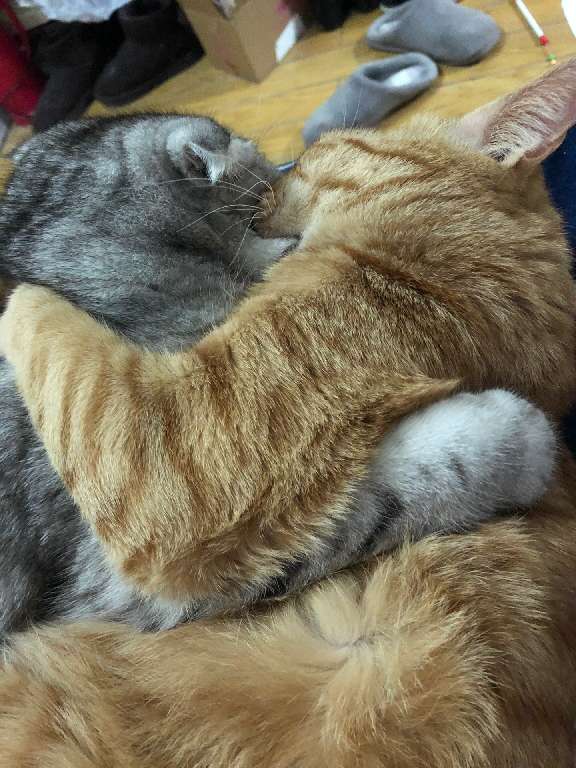 猫图片|宠物猫|猫咪|