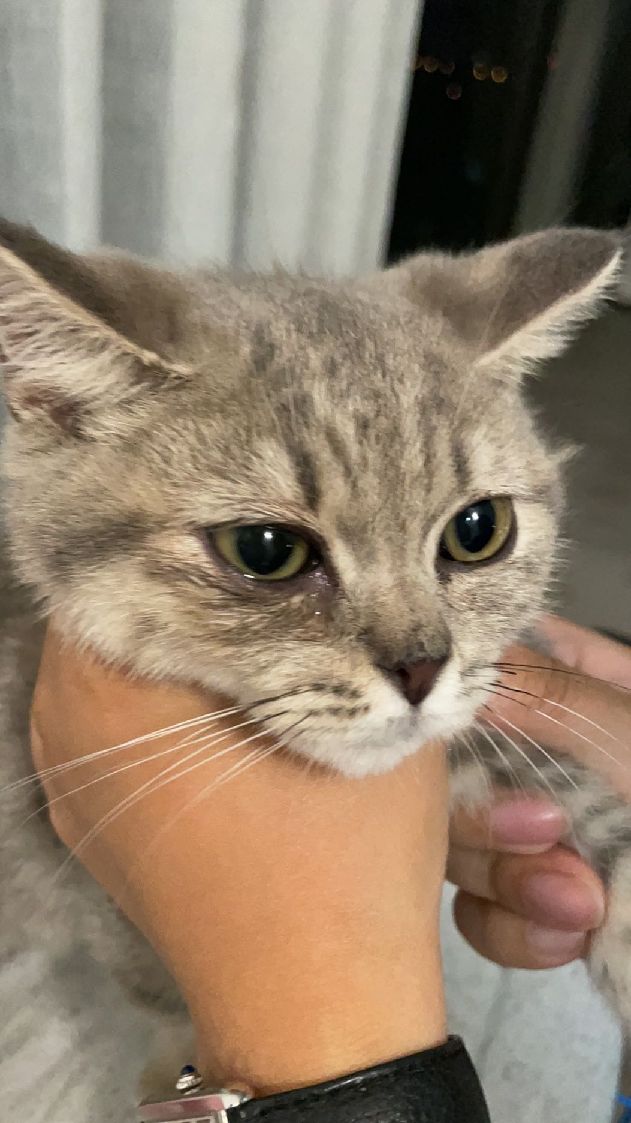 猫图片|宠物猫|猫咪|